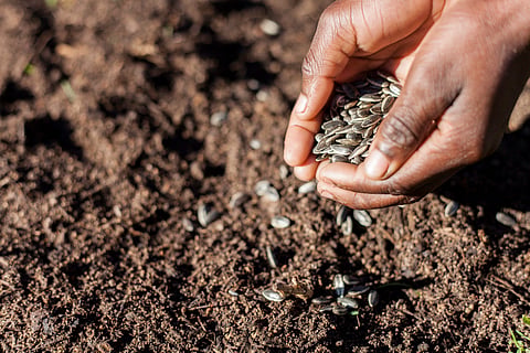 African countries to deposit seed varieties in global seed vault