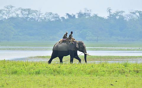 Rangers travel on elephant back in Kaziranga National Park