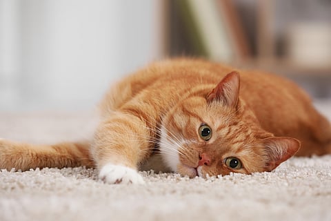Ginger, tortie, calico — the mystery gene responsible for orange colour in cat coats has been found
