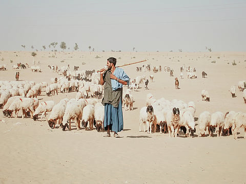Global strategy to revolutionise dryland farming unveiled in Riyadh
