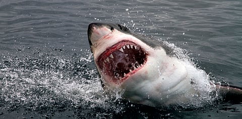 Over 50% decline in sharks & rays since 1970: Study