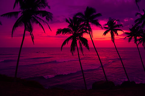 Coconut palms widespread across Pacific atolls at expense of native vegetation: Study