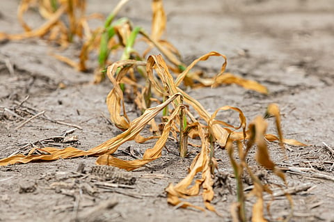 COP16: Future of food production uncertain as aridification threatens 40% of Earth’s arable lands, finds UN report
