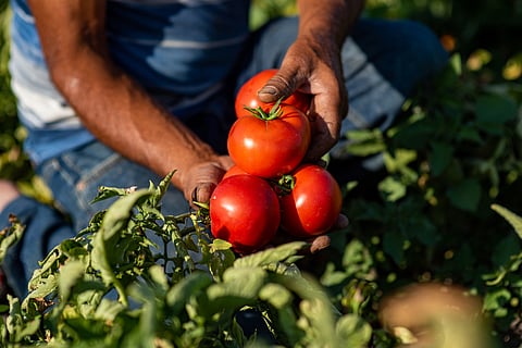 Africa’s worsening food crisis — it’s time for an agricultural revolution