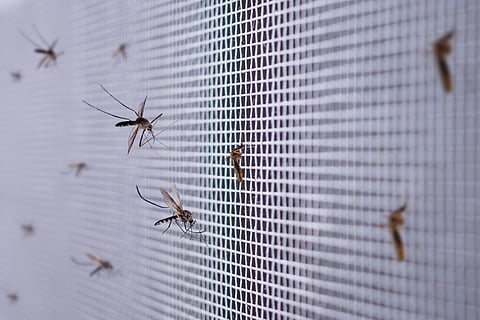 Malaria cases surge in 2023, but deaths decline to pre-COVID numbers: WHO