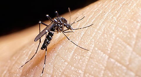 Genomic variation in mosquitoes is responsible for low rates of Zika transmission in Africa: Study