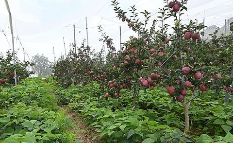 Growing green, growing profits: Unveiling the economic success of natural farming in apple orchards