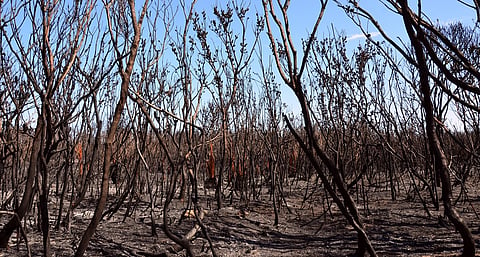 Current climate change trends push biodiversity to irreversible loss: IPBES Nexus Report