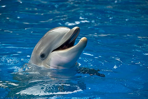 Bottlenose dolphins smile at each other when they play — new study reveals how and why