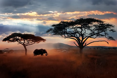 Recap 2024: Wildfires, extinctions, conservation efforts and a pinch of prehistorical findings — top 10 news reports on wildlife this year
