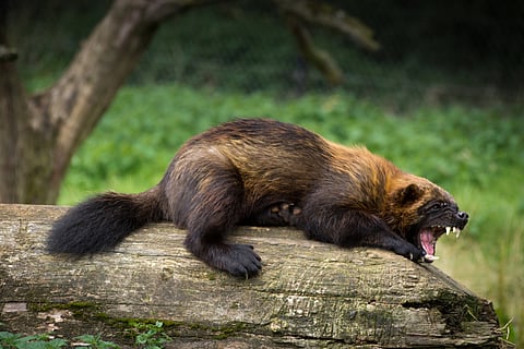 Alberta’s lifting of restrictions on wolverine trapping could spell disaster for a declining population
