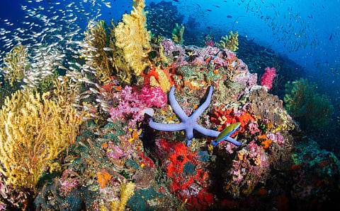 IPBES Transformative Change Report provides options to halt biodiversity collapse