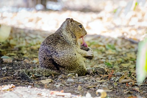 Squirrels are not as vegan as you think — new research sheds light on ‘opportunistic omnivores’ capable of hunting and stealth
