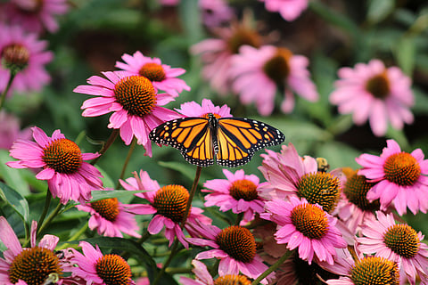 Federal protection for monarch butterflies could help or harm this iconic species, depending on how it’s carried out
