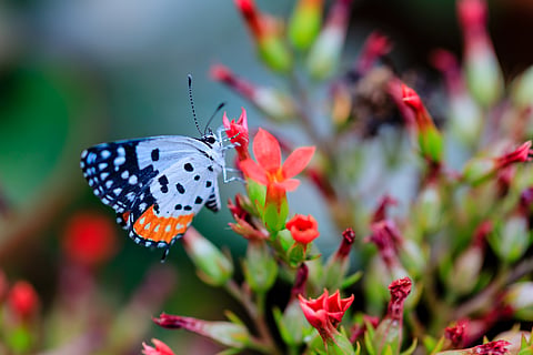 The review highlighted uncertainties in detecting whether biodiversity has been conserved or restored, as trends like butterfly populations need long-term data. Short- to medium-term assessments may misjudge biodiversity credit projects, either unfairly rewarding or penalising them.
