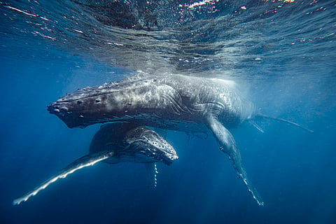Whales can live way longer than scientists had thought, with potential lifespans as much as double previous estimates

