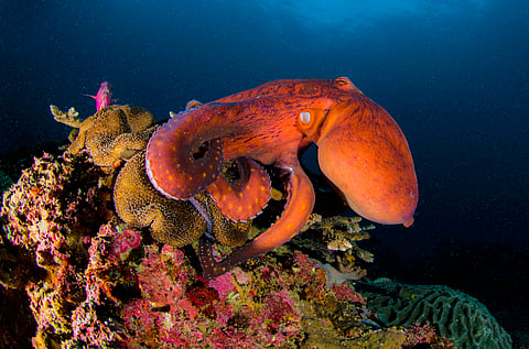 Octopuses and their relatives are a new animal welfare frontier — here’s what scientists know about consciousness in these unique creatures
