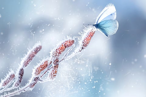 What do insects do all winter?