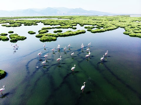 Policies to protect India’s vanishing wetlands are in place but are missing in action
