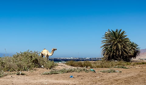 Rainwater harvesting & aquifer recharge techniques must in arid regions: Study 