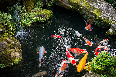 A quarter of freshwater fish species are at high risk of extinction: Report 
