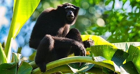 Centre clears oil & gas exploratory drilling in Hollongapar Gibbon Sanctuary