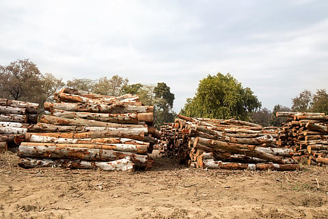 How timber supply chain can be optimised to reduce wastage, maintain ecological balance