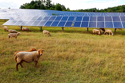 ‘Solar shepherds’ earn big by grazing sheep on solar farms — and they benefit everyone involved