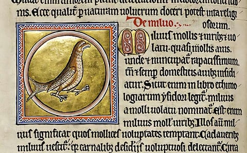 Birds of prey in Medieval Britain adapted to scavenging from waste dumps: Study