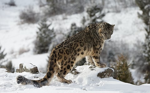 Sanjiangyuan of China’s Qinghai-Tibet regions holds 1,000 snow leopards, making it a bastion of species: Study