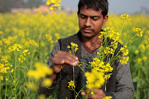 Mustard sowing reduces by over 500,000 acres since last year