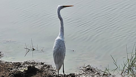This year’s mid-winter bird survey recorded 1,127,228 birds of 196 species