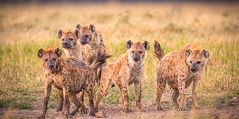 A pack of Spotted Hyenas
