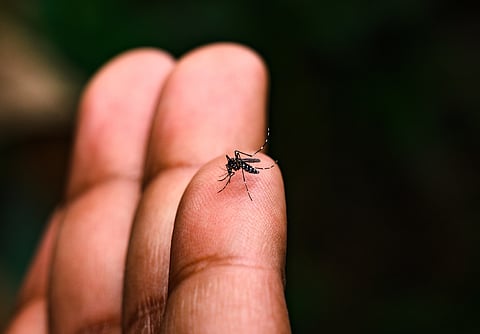 How to predict dengue mortality in a warming world?
