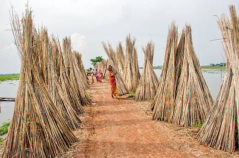 Jute is being dried in west Bengal villages