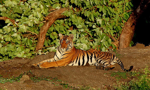Tiger declared ‘man-eater’ by Kerala government found dead in Wayanad; experts raise questions over episode