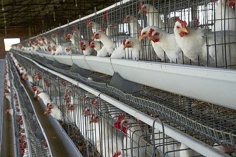 Over 450 chickens culled after bird flu detected in Nanded