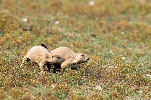 The study found genetic loss occurred regardless of IUCN status, meaning even least concern species could face decline. For example, the black-tailed prairie dog is widespread in the US but severely affected by disease in some areas.