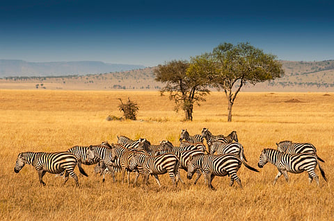 International Zebra Day: Cape Mountain population rising after near extinction; Grévy’s zebras stable but scarce