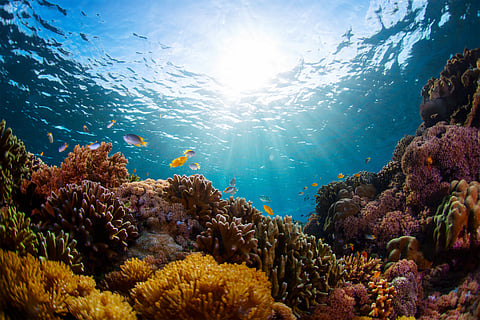 Ocean Coordination Mechanism: Latest initiative to conserve Caribbean and North Brazil shelf 
