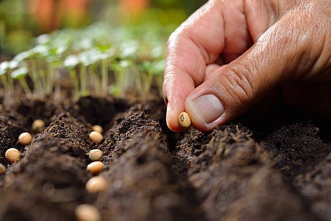 Budget 2024-25: After 29 years, India to set up second gene bank to ensure future food and nutritional security 
