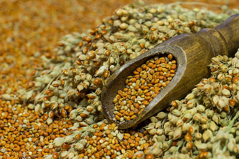 Government’s High-Yielding Seeds Mission raises concerns over crop diversity
