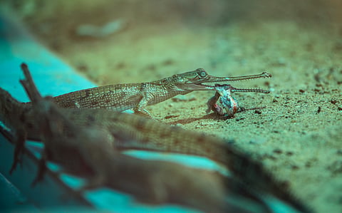 India's gharial is critically endangered — ever wondered how many of them are left? 