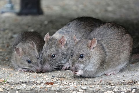 Major cities worldwide are witnessing surge in rat populations — and climate change could be the reason why