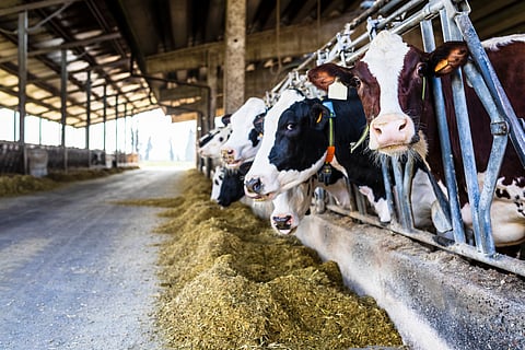Second genotype spillover of bird flu virus detected among dairy cattle in US
