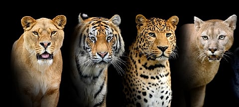 International Big Cat Alliance comes into force as a treaty-based inter-governmental international organisation
