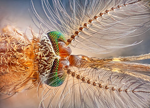 Some viruses prefer mosquitoes to humans, but people get sick anyway — a virologist & entomologist explain why