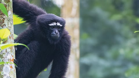 There are at least 125 Hoolock gibbons residing in the Hollongapar Gibbon Sanctuary in Assam, according to a census conducted by the Wildlife Institute of India in 2019