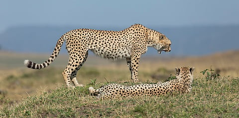 Project Cheetah in Kuno National Park not ‘environmentally just’: Paper