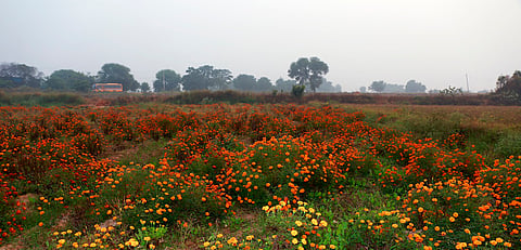 Is the spring season dying in India?